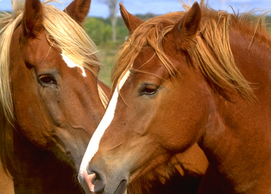 horses